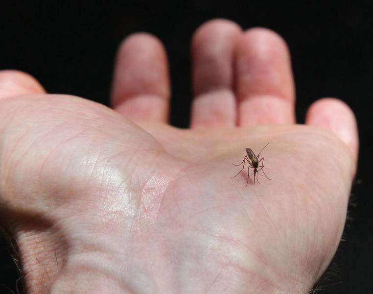 Hand with mosquito in palm